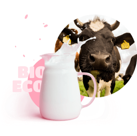 A jug of milk, on the background of a cow